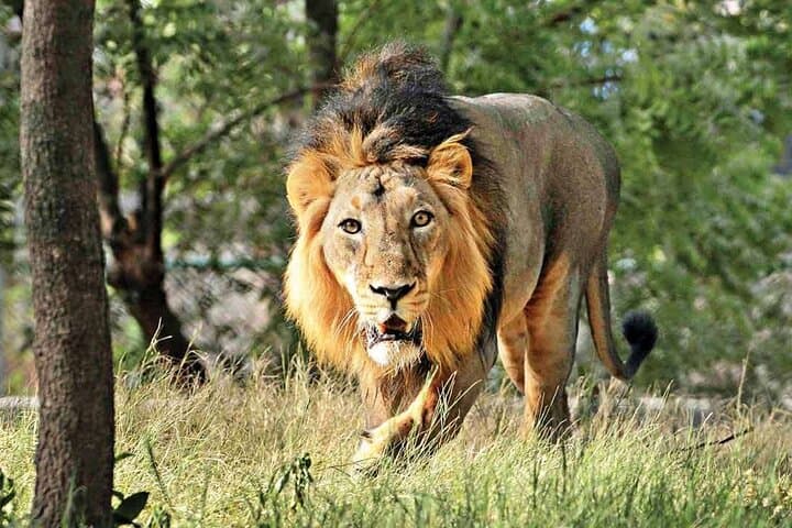 Lion Safari and Taj Mahal Overnight Tour from Delhi photo 2