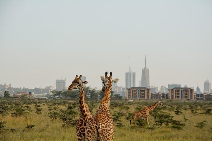 Inside Nairobi National Park Safari and Maasai Market: A Half-Day Adventure at Africa’s Urban Wildlife Frontier