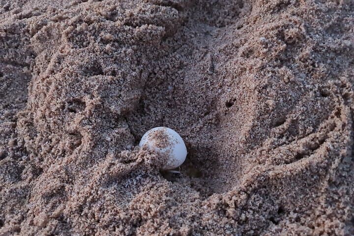 Private 2-Day Ras Al Hadd Turtle Tour from Muscat — Wadi Shab & Sur photo 4