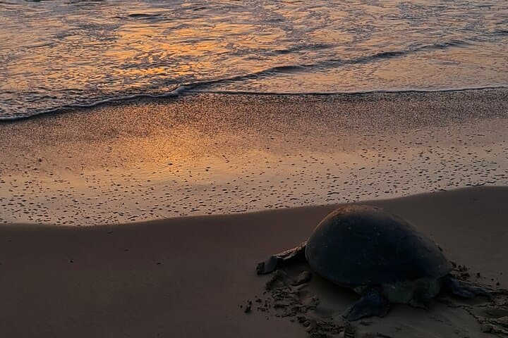 Private 2-Day Ras Al Hadd Turtle Tour from Muscat — Wadi Shab & Sur photo 6