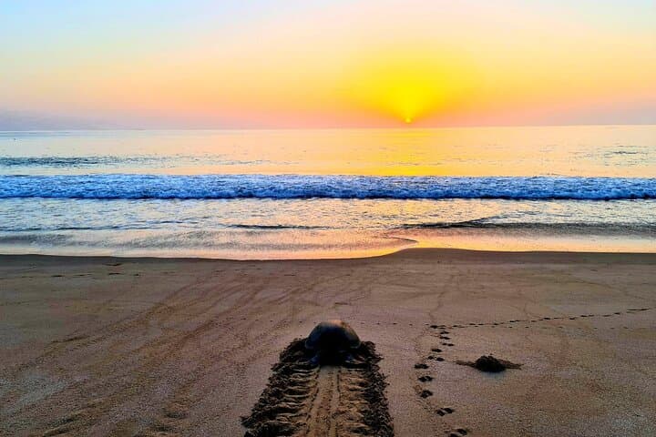 Private 2-Day Ras Al Hadd Turtle Tour from Muscat — Wadi Shab & Sur photo 3