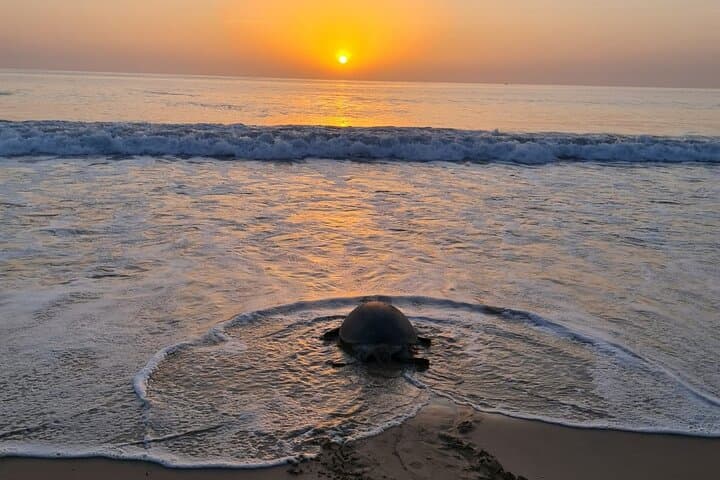 Private 2-Day Ras Al Hadd Turtle Tour from Muscat — Wadi Shab & Sur photo 2