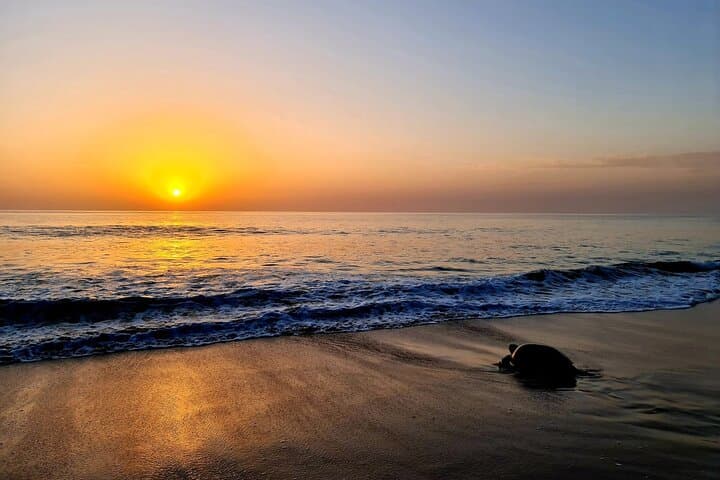 Private 2-Day Ras Al Hadd Turtle Tour from Muscat — Wadi Shab & Sur photo 5