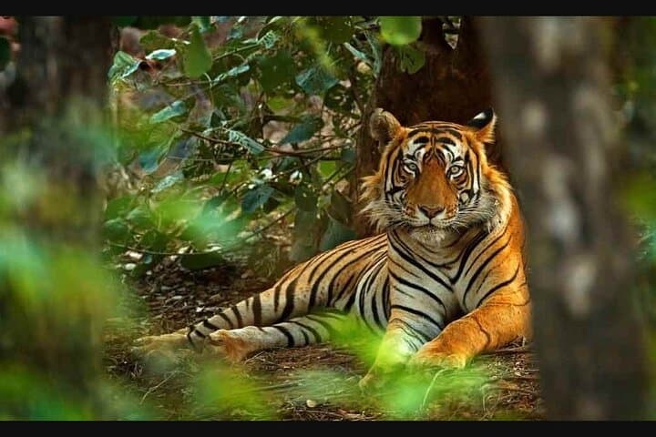 2-Day Jhalana Leopard and Ranthambore Tiger Safari from Jaipur
