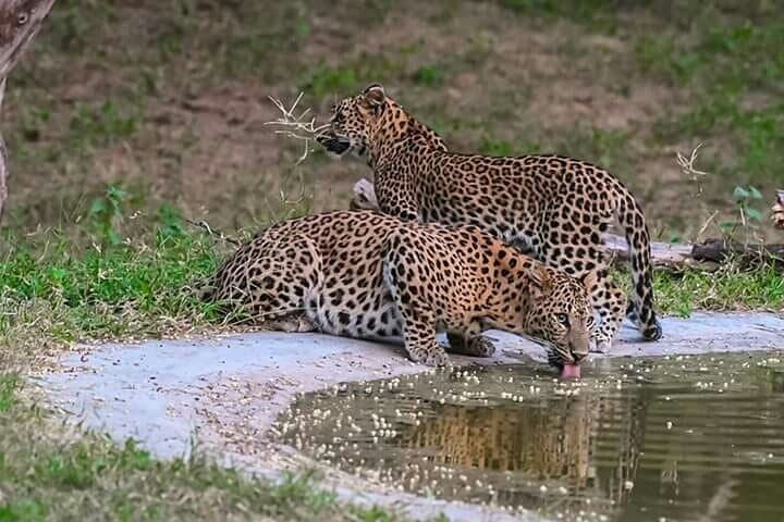 2-Day Jhalana Leopard and Ranthambore Tiger Safari from Jaipur photo 4