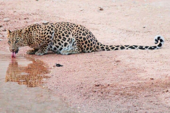 2-Day Jhalana Leopard and Ranthambore Tiger Safari from Jaipur photo 5