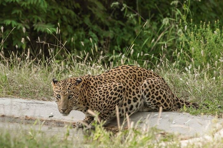 2-Day Jhalana Leopard and Ranthambore Tiger Safari from Jaipur photo 6