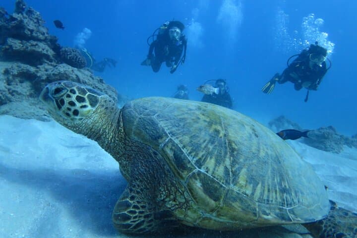 Sal Island Try Dive: First Diving Experience for Beginners photo 4