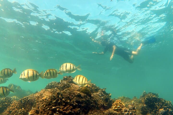 Private Snorkeling Boat Tour in San José del Cabo — Explore Undiscovered Reefs photo 6