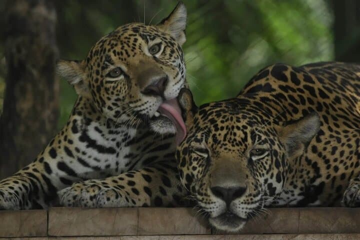 Private Natuwa Wildlife Rescue Tour — Puntarenas Guided Sanctuary Visit