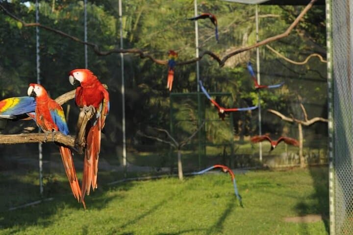 Private Natuwa Wildlife Rescue Tour — Puntarenas Guided Sanctuary Visit photo 2