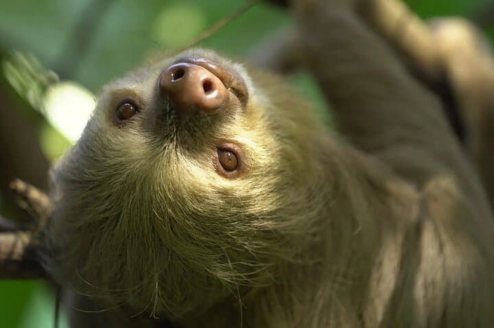 Private Natuwa Wildlife Rescue Tour — Puntarenas Guided Sanctuary Visit photo 3