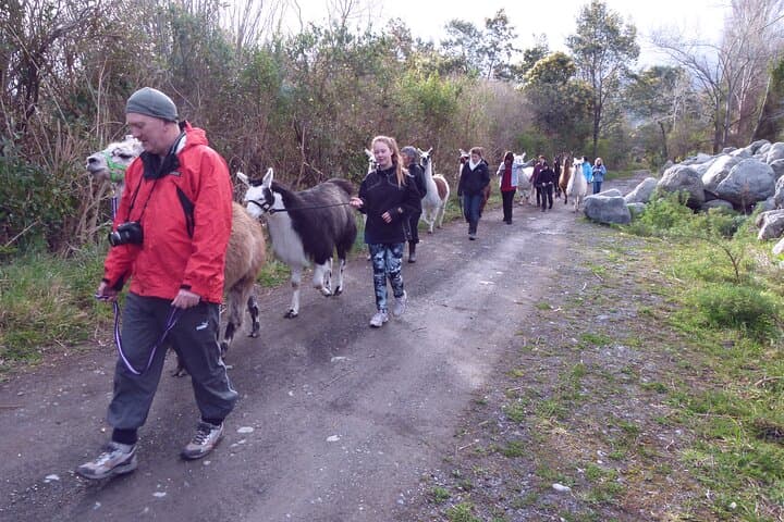 One-Hour Llama Trek Along Kowhai River: Native Woodland & Birdsong photo 3