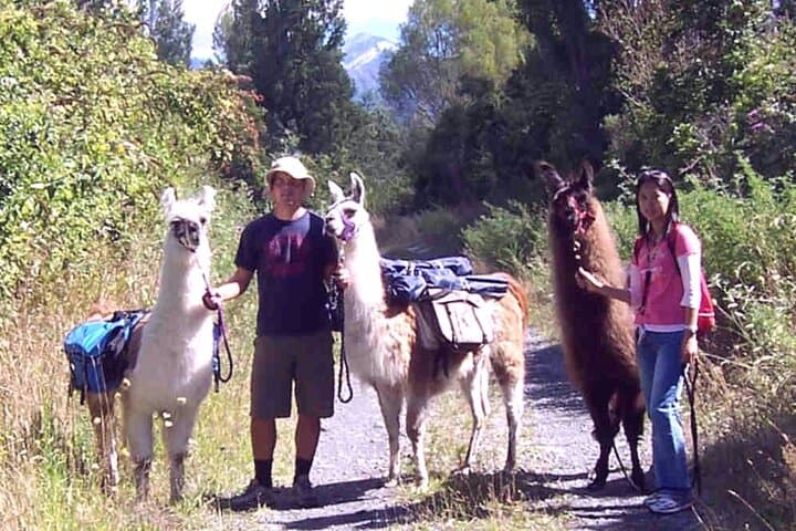 One-Hour Llama Trek Along Kowhai River: Native Woodland & Birdsong photo 4