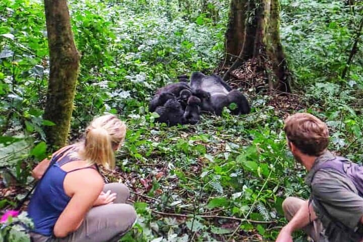 4-Day Private Gorilla Trekking in Bwindi Impenetrable Forest & Lake Bunyonyi photo 2