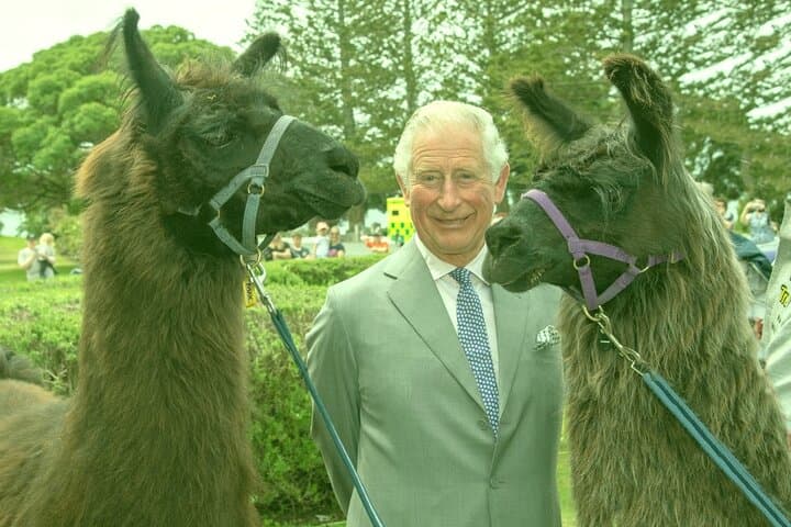 Half-Day Llama Trek on Kaikoura Bay: Beaches, Seals & Coastal Views photo 3