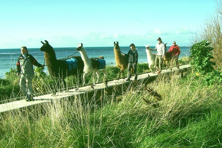 Half-Day Llama Trek on Kaikoura Bay: Beaches, Seals & Coastal Views photo 4