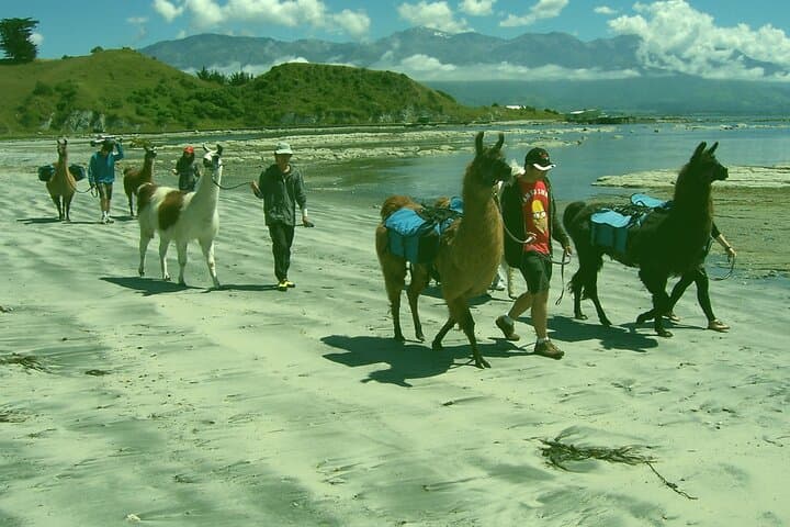 Half-Day Llama Trek on Kaikoura Bay: Beaches, Seals & Coastal Views photo 5
