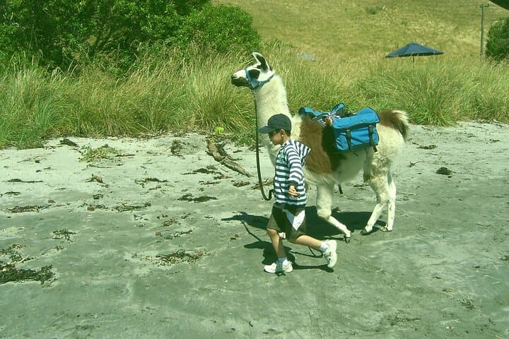 Half-Day Llama Trek on Kaikoura Bay: Beaches, Seals & Coastal Views photo 6