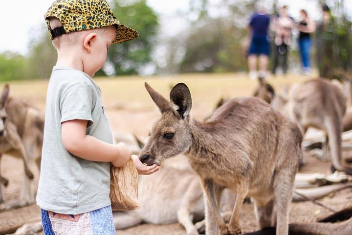 Lone Pine Koala Sanctuary Day Pass — Meet Koalas & Native Wildlife Near Brisbane photo 2