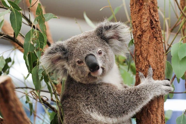 Lone Pine Koala Sanctuary Day Pass — Meet Koalas & Native Wildlife Near Brisbane photo 3