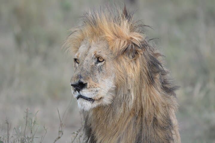 10-Day Tanzania Comfort Camping Safari: Serengeti, Ngorongoro & Tarangire photo 6