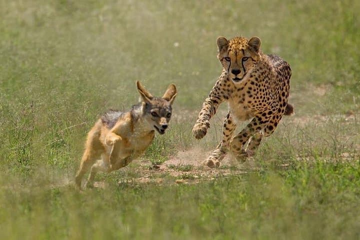 Classic Kenya Safari & Beach: 11-Day Affordable Wildlife and Coast Adventure