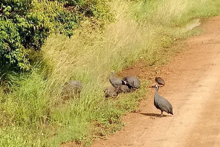 7-Day Amboseli, Lake Nakuru & Maasai Mara Safari from Nairobi photo 2