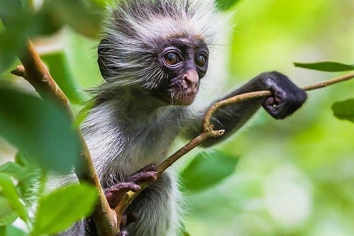 Zanzibar Full-Day Combo: Jozani Forest, Kuza Cave, Paje Beach & Salaam Cave