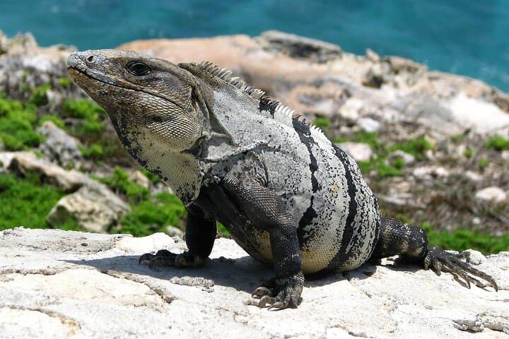 Cancun City Tour: El Meco, Mercado 28 & Playa Delfines in One Day photo 4