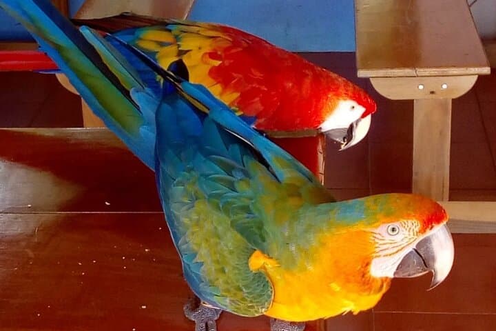 Curi-Cancha Reserve: Monteverde Birdwatching Day Trip from San José photo 4