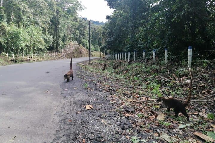 Arenal Volcano Hike and Hot Springs Day Tour from San Jose photo 3