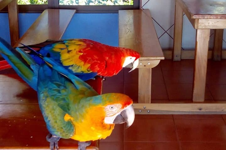 Full-Day Manuel Antonio Hike & Wildlife Watching from San José photo 6
