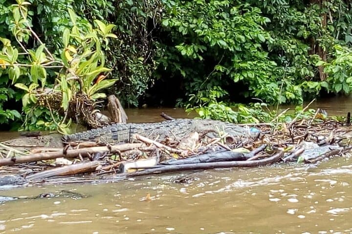 Tortuguero Multi-day Wildlife Retreat from San José — All-Inclusive National Park Tours & Kayaks