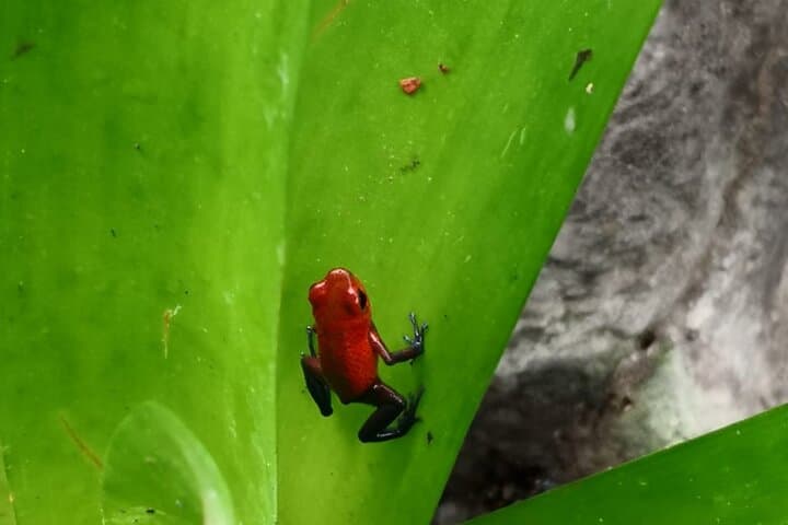 Tortuguero Multi-day Wildlife Retreat from San José — All-Inclusive National Park Tours & Kayaks photo 2