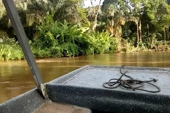 Tortuguero Multi-day Wildlife Retreat from San José — All-Inclusive National Park Tours & Kayaks photo 3