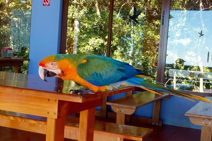 Tortuguero Multi-day Wildlife Retreat from San José — All-Inclusive National Park Tours & Kayaks photo 4