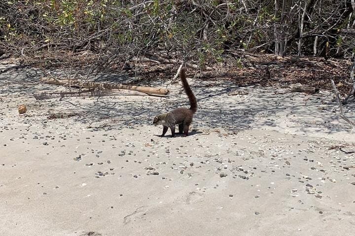 Playa Huevo Caves & Snorkel Boat Tour from Playas del Coco photo 2
