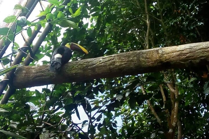 Monteverde Cloud Forest Wildlife Tour from San José: Guided Walk to La Ventana and Hanging Bridges photo 5