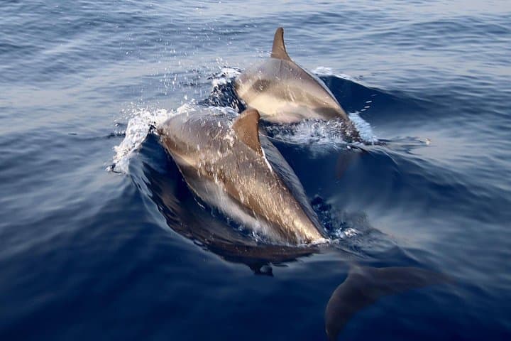Private Dolphin Watching Boat Tour in Taormina — 2-Hour Coastal Cruise photo 1