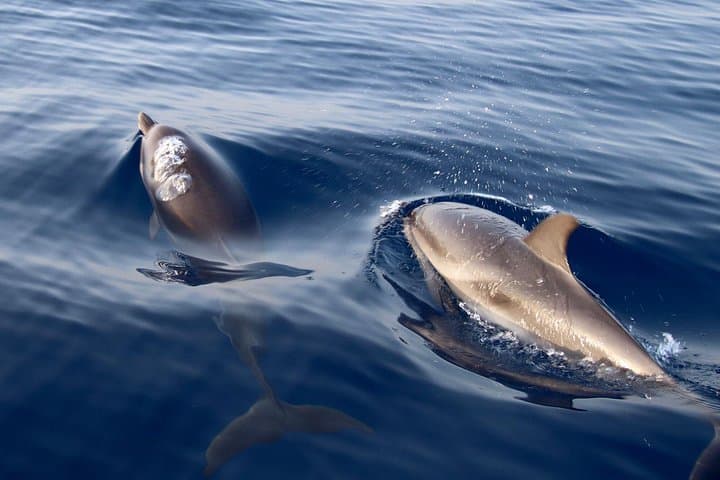 Private Dolphin Watching Boat Tour in Taormina — 2-Hour Coastal Cruise photo 2