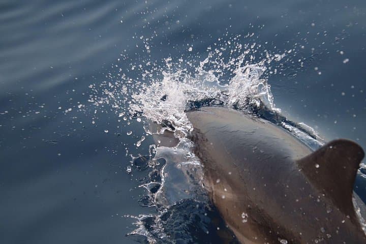 Private Dolphin Watching Boat Tour in Taormina — 2-Hour Coastal Cruise photo 4