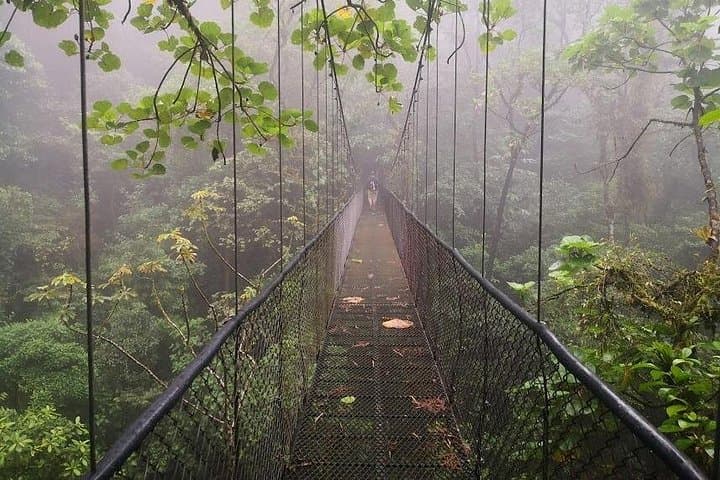 San Ramón Hanging Bridges & Zipline from Port Caldera — Canopy Adventure for Cruise Passengers