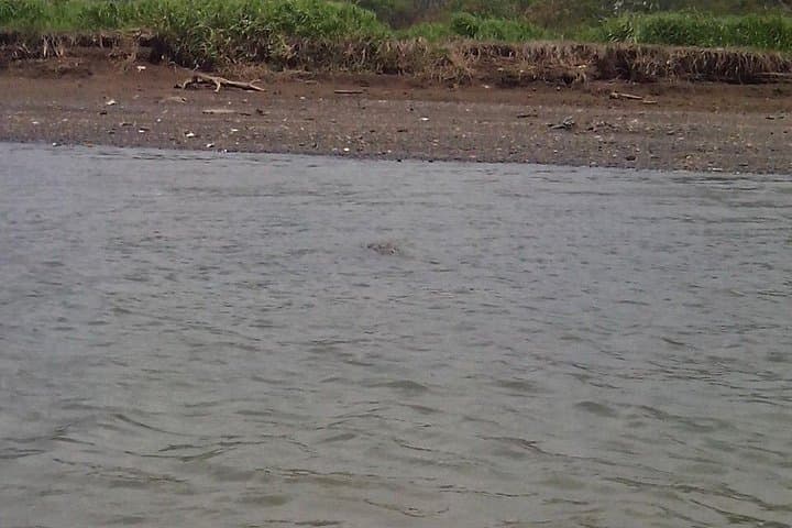 Tarcoles River Crocodile & Wildlife Boat Tour — Full-Day River Safari from San José photo 4
