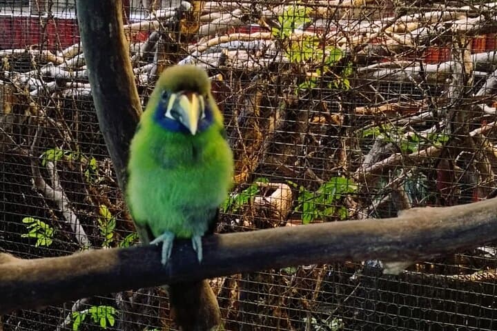 Curi-Cancha Reserve: Monteverde Birdwatching Day Trip from San José
