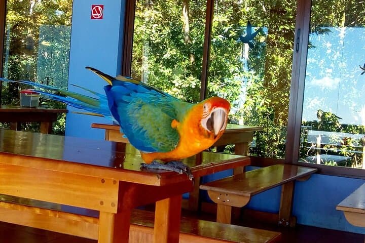 Monteverde Cloud Forest Wildlife Tour from San José: Guided Walk to La Ventana and Hanging Bridges photo 2
