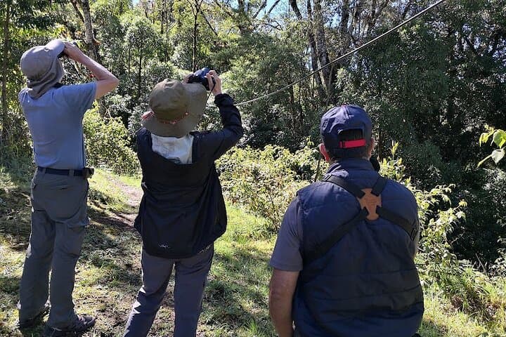 Monteverde Cloud Forest Wildlife Tour from San José: Guided Walk to La Ventana and Hanging Bridges photo 6