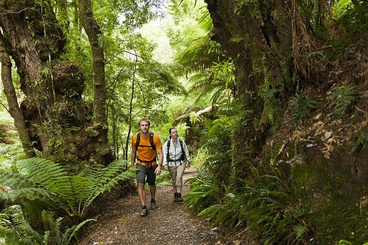 4-Day Great Ocean Walk Highlights: Guided Hike from Apollo Bay to the Twelve Apostles photo 3