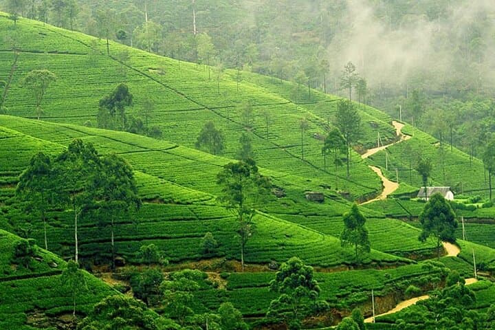 6-Day Private Driver Road Trip Through Sri Lanka: Kandy to Colombo at Your Own Pace photo 3