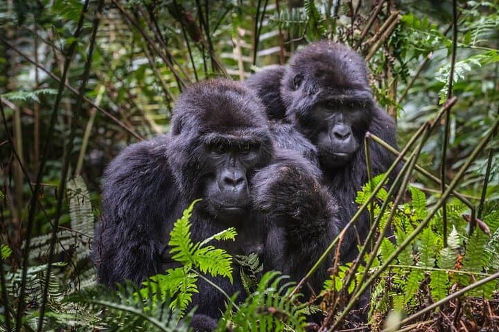 4-Day Private Gorilla Trekking in Bwindi Impenetrable Forest & Lake Bunyonyi photo 3
